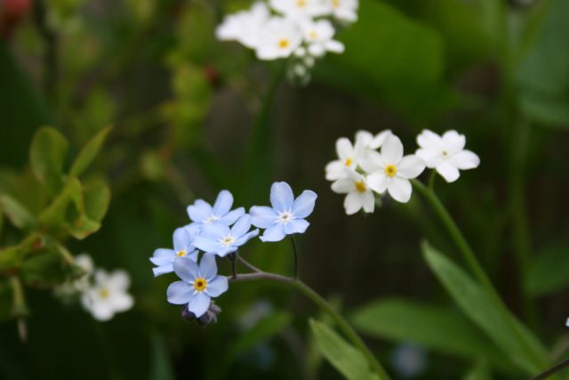Kuinka suunnittelet ympärivuoden kukoistavan kukkapenkin?