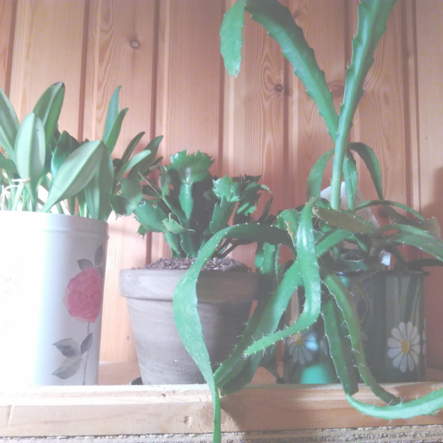 Tuhoaako sinunkin viherkasvisi tämä ärsyttävä ötökkä?