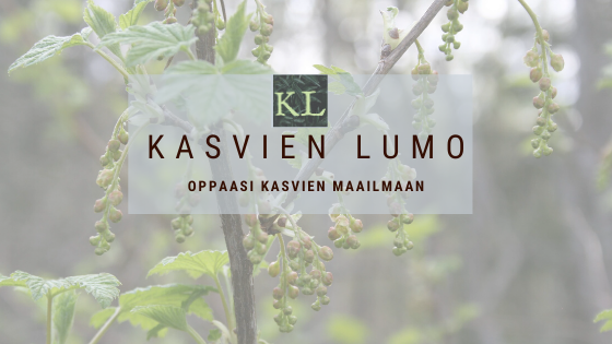 Kasvien lumo (4)