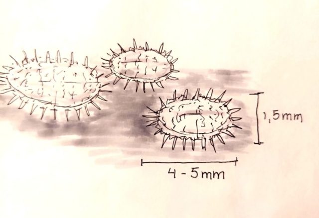 Tuhoaako sinunkin viherkasvisi tämä ärsyttävä ötökkä?