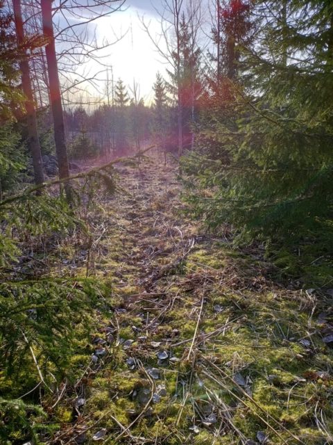 Miksi sinullakin pitäisi olla trendikäs luontosuhde?