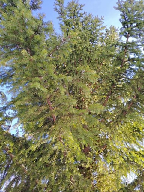 Miksi sinullakin pitäisi olla trendikäs luontosuhde?