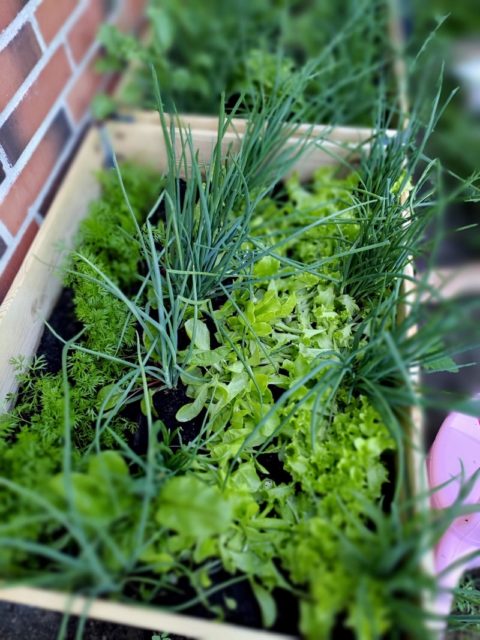 Tee pienen pihan isot kasvimaahaaveet todeksi...