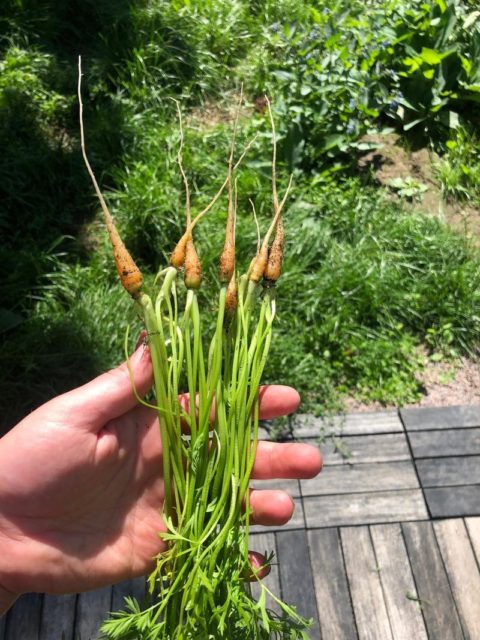 Tee pienen pihan isot kasvimaahaaveet todeksi....