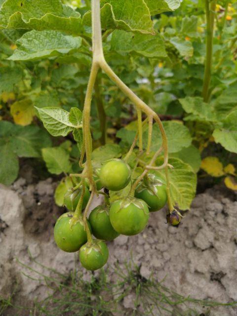 Oletko tuskastellut epäonnistuneiden kasvatusten äärellä?