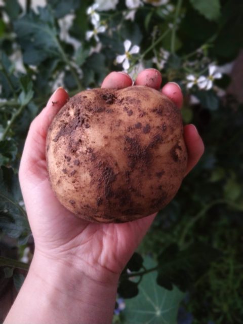 Oletko tuskastellut epäonnistuneiden kasvatusten äärellä?