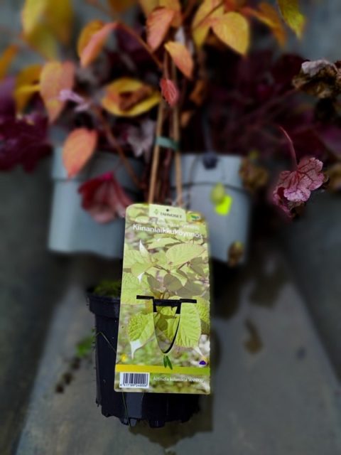 Mitä sinun tulee tietää ennen taimien ostoa?