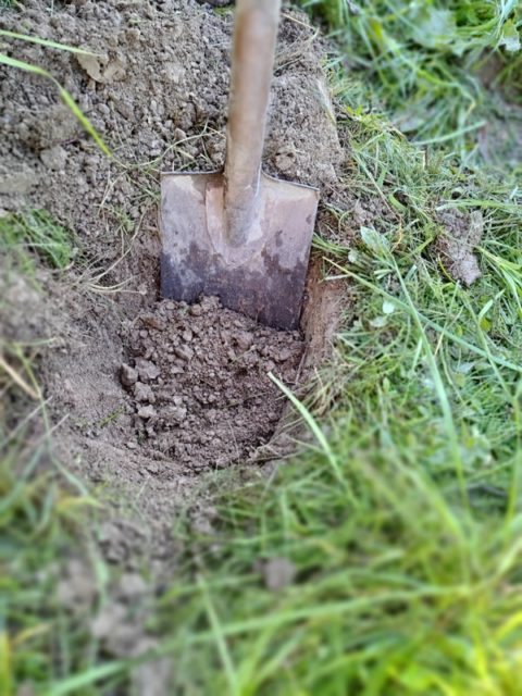 Lue tämä ennen taimien istutusta