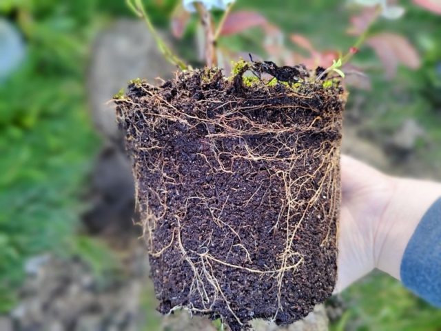 Lue tämä ennen taimien istutusta