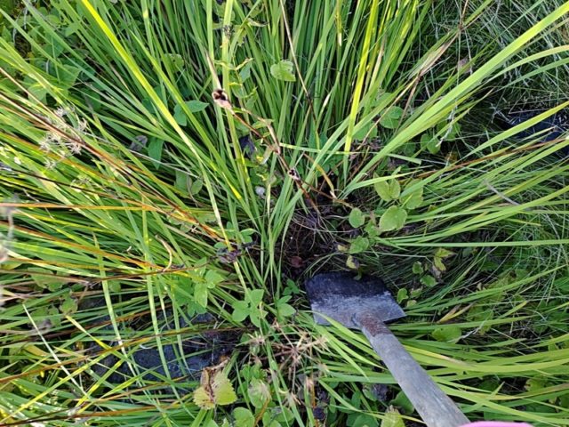 Miksi ja miten perennoja pitää jakaa?