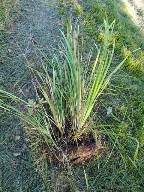 Miksi ja miten perennoja pitää jakaa?