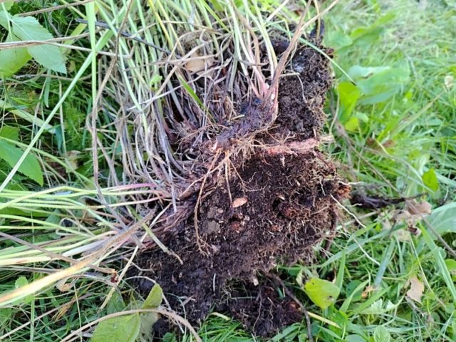 Miksi ja miten perennoja pitää jakaa?