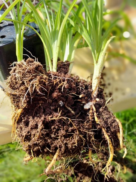 Miksi ja miten perennoja pitää jakaa?