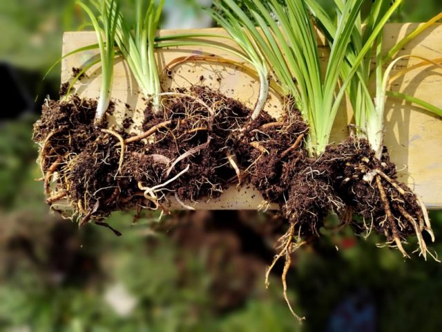 Miksi ja miten perennoja pitää jakaa?