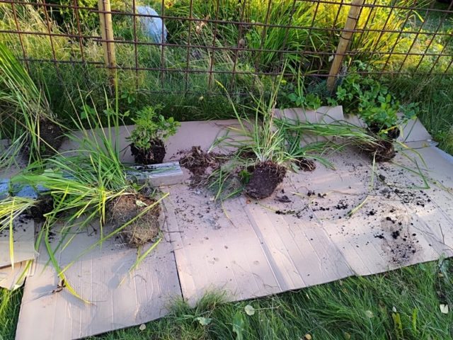 Oletko jo kokeillut näitä esimerkkejä puutarhassasi?