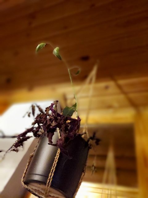 kolme suurinta kompastuskiveä viherkasvien kanssa