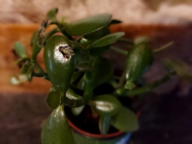 kolme suurinta kompastuskiveä viherkasvien kanssa