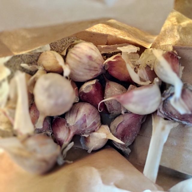 Aloita valkosipulin kasvatus näillä ohjeilla