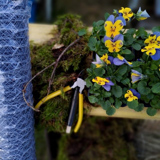 orvokkikranssiin tarvitset