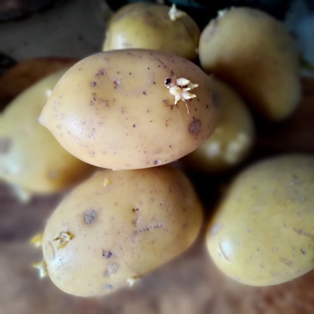 Haluaisitko sinäkin saada itse kasvatettua satoa  koko kesän?