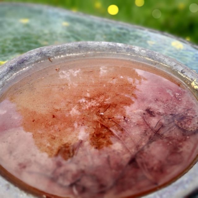 Haluatko sinäkin luontoystävällisen ja helppohoitoisen puutarhan?