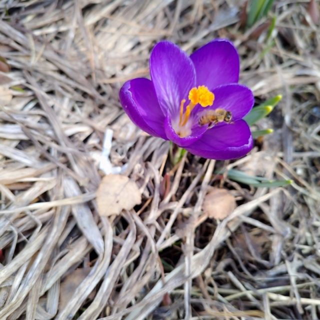 Haluatko sinäkin luontoystävällisen ja helppohoitoisen puutarhan?