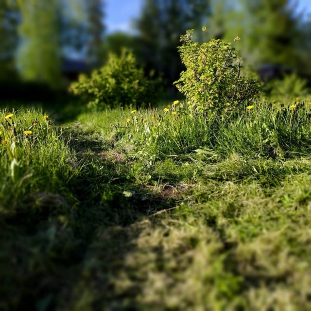 Haluatko sinäkin luontoystävällisen ja helppohoitoisen puutarhan?