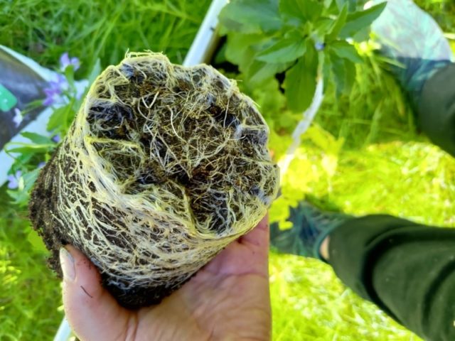 Lue kesäkukkien istutus ja sommittelu vinkit