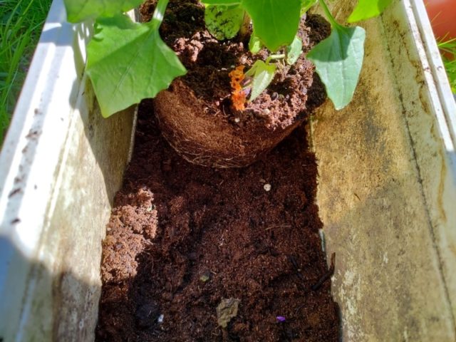 Lue kesäkukkien istutus ja sommittelu vinkit