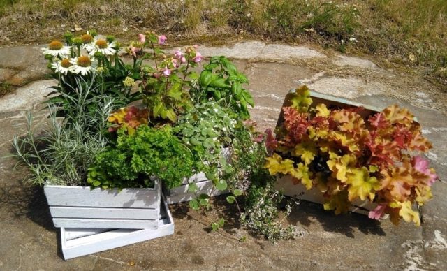 Lue kesäkukkien istutus ja sommittelu vinkit