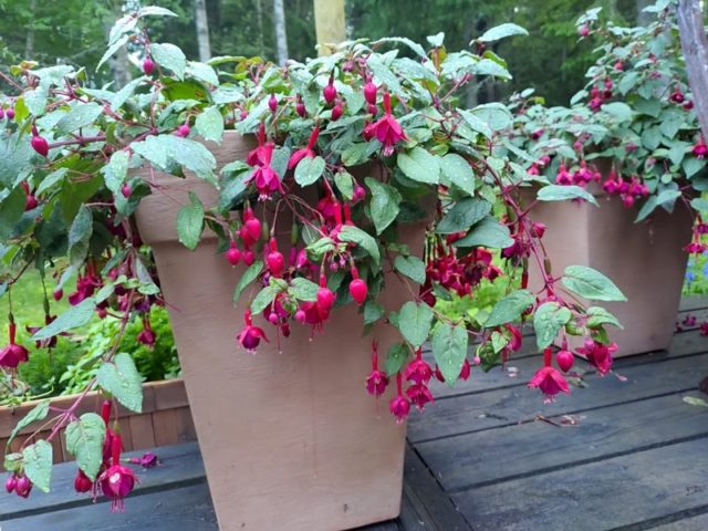 Kolme kaunista kesäkukkaa