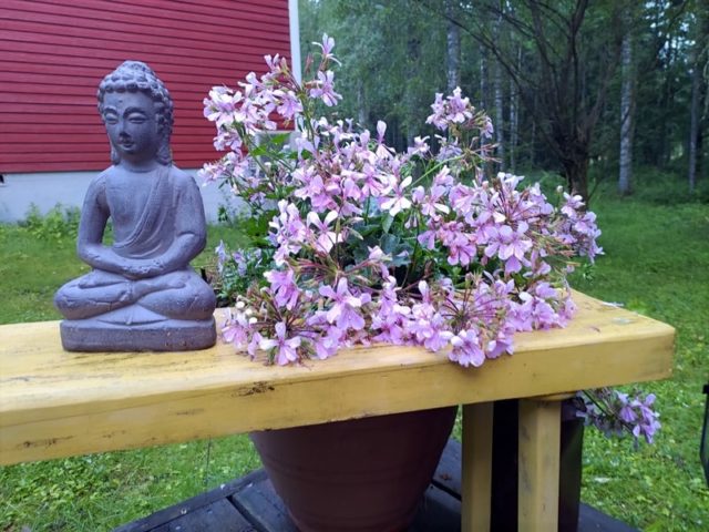 Kolme kaunista kesäkukkaa