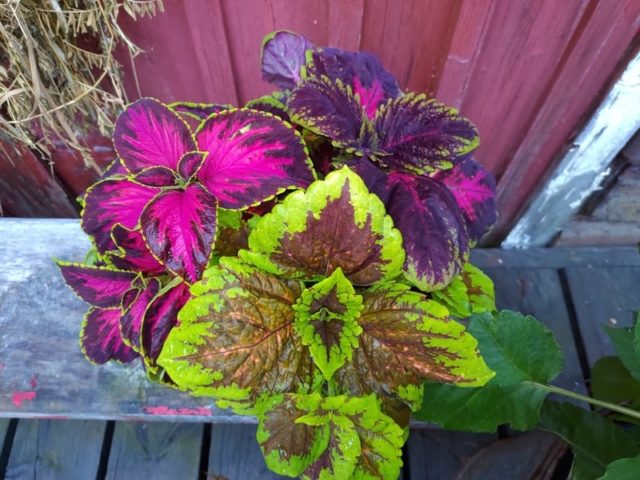 Kolme kaunista kesäkukkaa