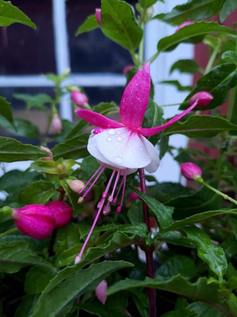 Kolme kaunista kesäkukkaa