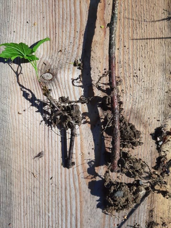 Haluatko kloonata lempikasvisi?