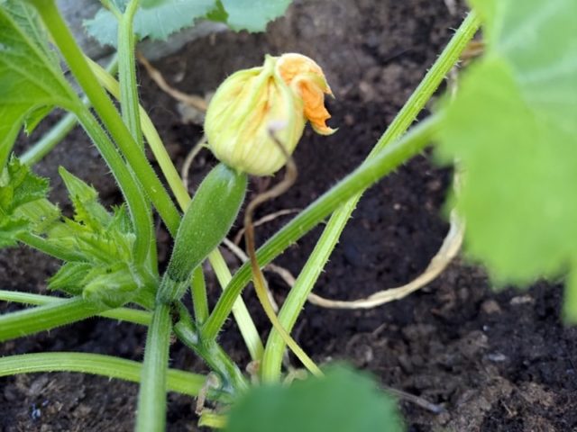 Kesäkurpitsan emikukka