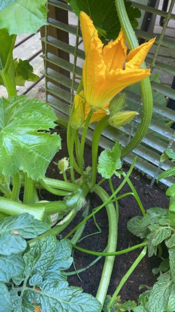 Kesäkurpitsan hedekukka