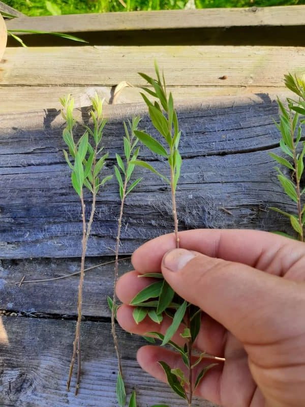 Haluatko kloonata lempikasvisi?