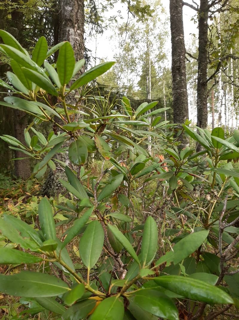 Tehdäänkö sinullekin mahtava puutarha?