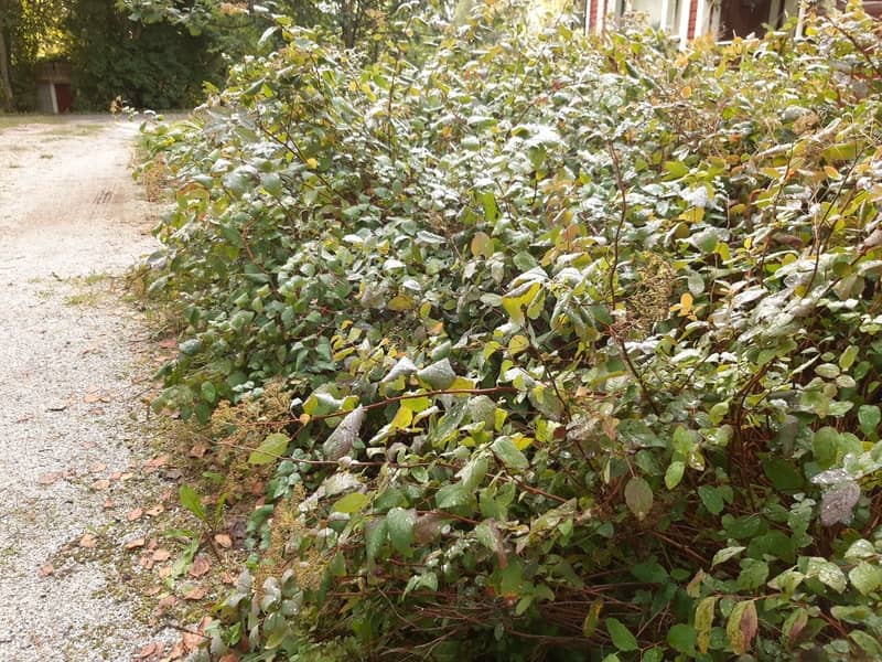 Tehdäänkö sinullekin mahtava puutarha?