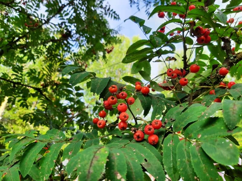 Tehdäänkö sinullekin mahtava puutarha?