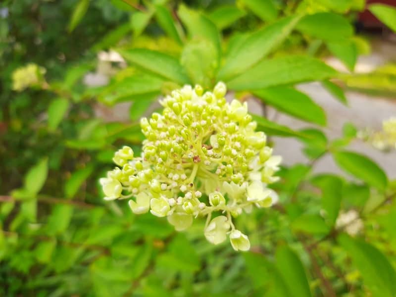 Tehdäänkö sinullekin mahtava puutarha?