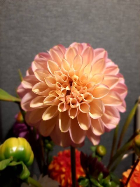 Montako daaliaa sinula on?