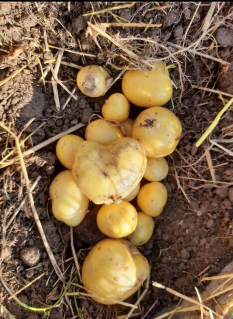 Perunamaa, peruna, kasvimaa