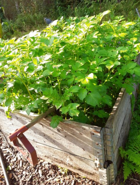 kasvulava, hara, perunamaa